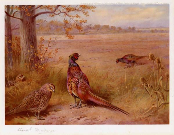 Archibald Thorburn Famous Paintings page 8
